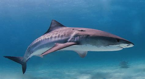 An unlikely Keystone Species: The Reef Shark - UMW Blogs