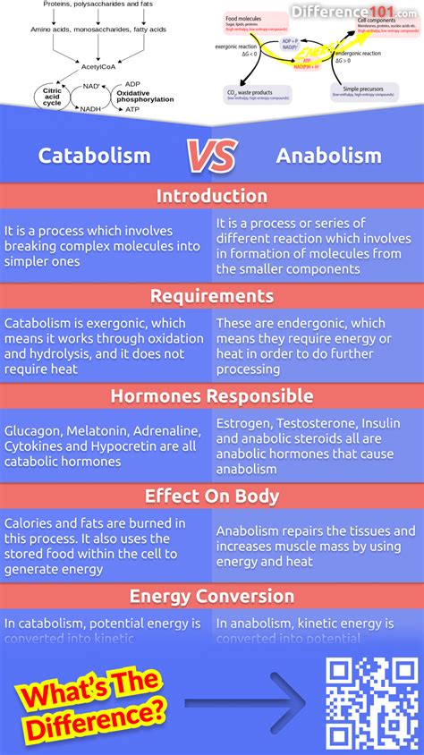 Anabolic vs Catabolic Processes