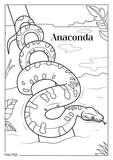 Anaconda Coloring Page
