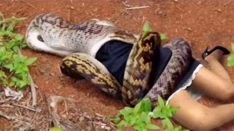 While the anaconda is a snake known to eat large prey, there are no substantiated reports of them killing humans. These snakes are believed to be large enough to eat humans, but the belief is that instances of anacondas attacking humans are rare because of the low human population in the areas where anacondas live.. 