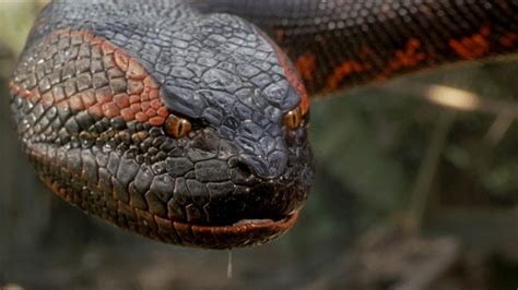 Anaconda horror. Crawl (2019) (Photo: Paramount Pictures) While sharks might reign supreme in the realm of animal attack movies, crocodiles and alligators would likely help round out the top five creatures ... 