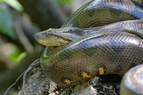 One of the largest snakes in the world, the green anaconda can reach impressive proportions — over 30 feet (9.1 m) in length, 12 inches (30.5 cm) in diameter and more than 550 lbs (250 kg)! Unlike many animals, female anacondas are considerably larger than their male counterparts. Green anacondas are a dark olive-brown with large alternating .... 