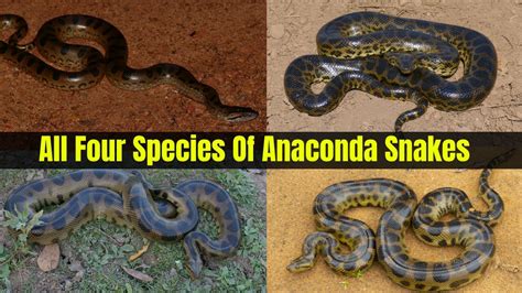 Anaconda9Inches Leaked XXX 🍑 125 Photos