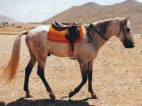 Anadolu pony