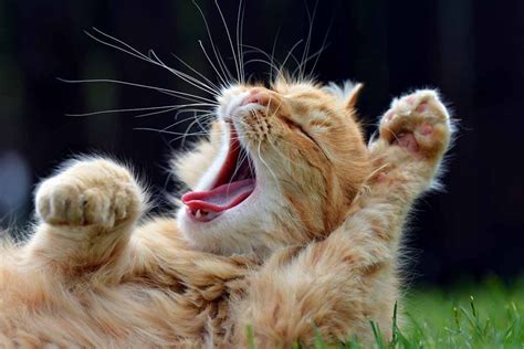 Anak kucing tidur terus. .  ...