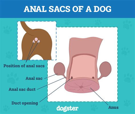 Anal Squitt Onlyfans Leak