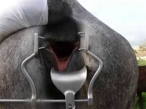 Anal horse. Things To Know About Anal horse. 