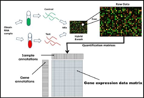 Analysis Of Microarray Gene Expression Data Embl