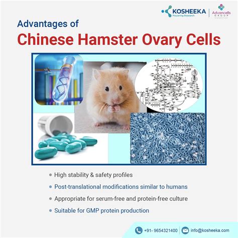 Analysis of intracellular IgG secretion in Chinese hamster ovary cells ...