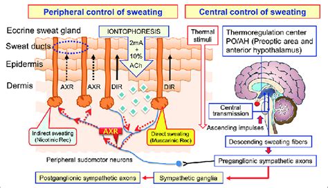 Analysis of quantitative sudomotor axon reflex test patterns in ...