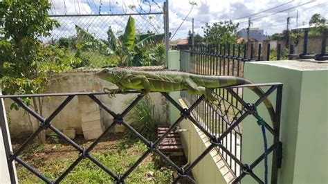 Anamelia Leaks XxX 🍆 51 Pics