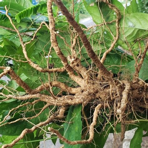 Anamu root.  Names of Anamu in various .  It can provide you with a variety of h...