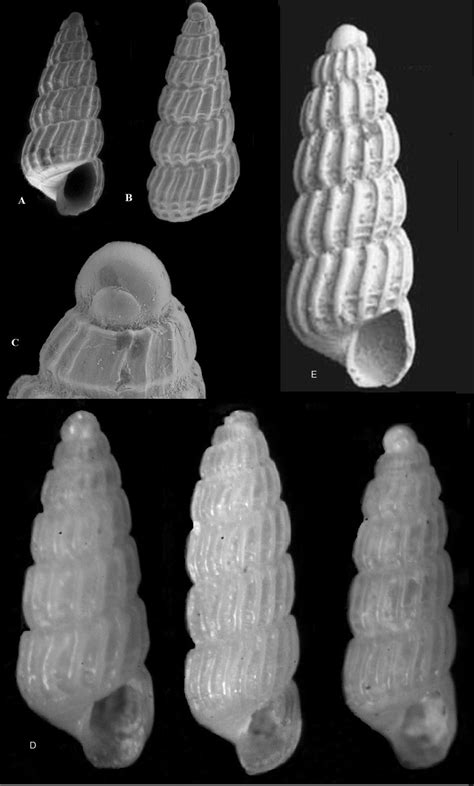 Anasayfa Cangshells.