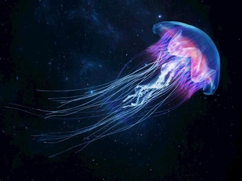 codini.rgarabwor.edu.pl. 