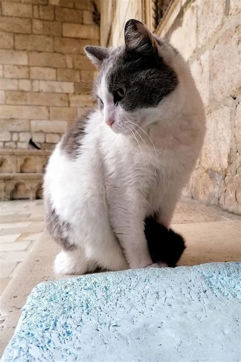 Anastasiacat Leaked +18 💦 78 Pics