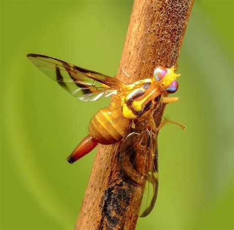 Anastrepha fraterculus (South American fruit fly)