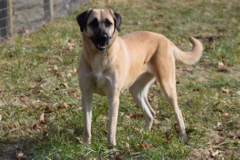 We breed well-rounded Anatolian Shepherd Dogs for Farm work. We strive to offer quality Anatolian puppies that will thrive in family homes and out on the farm. Our dogs excel at their jobs! Our dogs are bred for health, temperament, and intelligence. We strive to produce the best overall pets and family members..