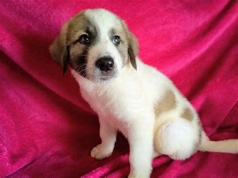 Cute Anatolian Shepherd pups for sale. Stunning Anatolian Shepherd Puppies available both male & female, Pups have been health tested, chipped, vaccination, wormed & flead, Akc reg, will come with puppy pack, Kc papers , kc insurance, food, lifetime of help and advice, our puppies are cost $500 for one and pups can also be ship all over USA , For more info text or call xxxxxxxxxxView Detail