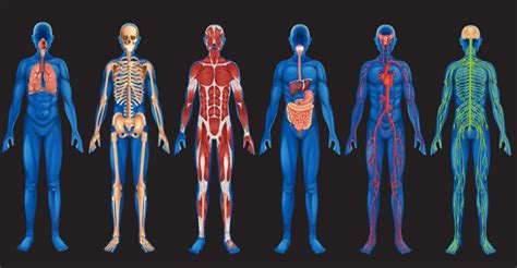 Anatomía y fisiología del cuerpo humano. - 2007 mercedes benz gl450 owners manual.
