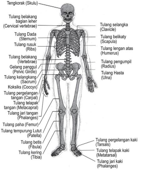 Anatomi Tubuh Manusia Istilah dan Pengertian Yang Harus