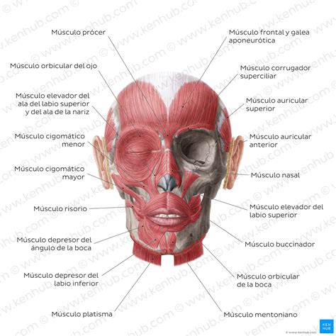 Anatomia de la cara, cabeza, y organos de los sent. - Aprilia atlantic 500 2007 repair service manual.