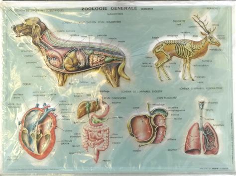 Anatomia de los animales domesticos/ anatomy of the domestic animals. - Corvette c3 service repair manual 68 82.