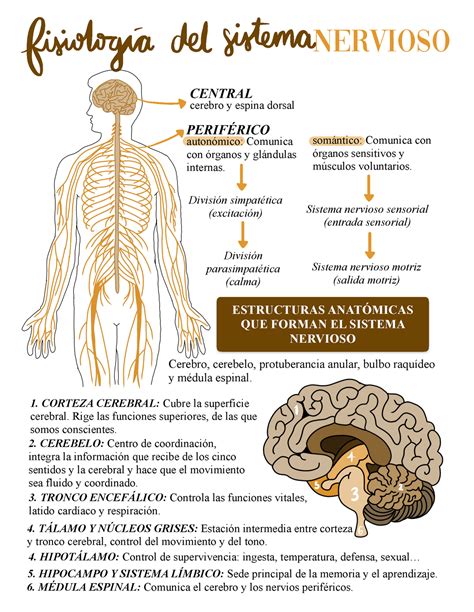 Anatomia y Fisiologia del Sistema Nervioso