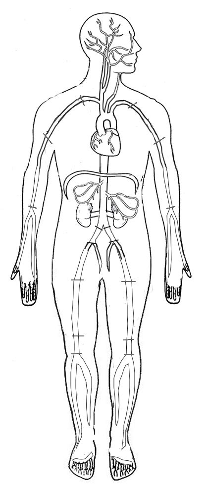 Anatomic Circulatory System Coloring Coloring Page
