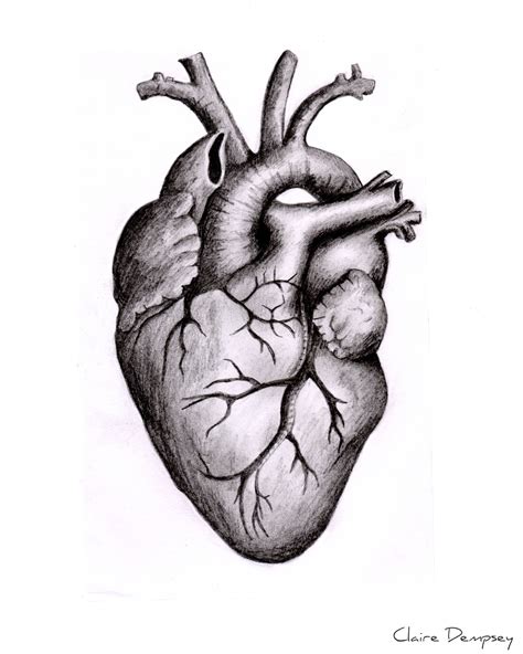 Anatomical Heart Tattoo Drawing