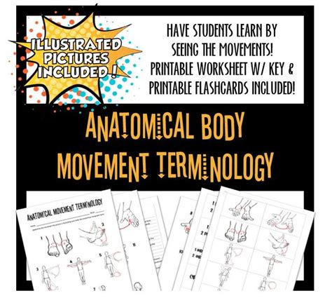 Anatomical Movement Terminology Worksheet Answers