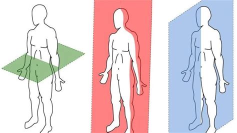 Anatomical Planes of Motion - Sirola Training Systems