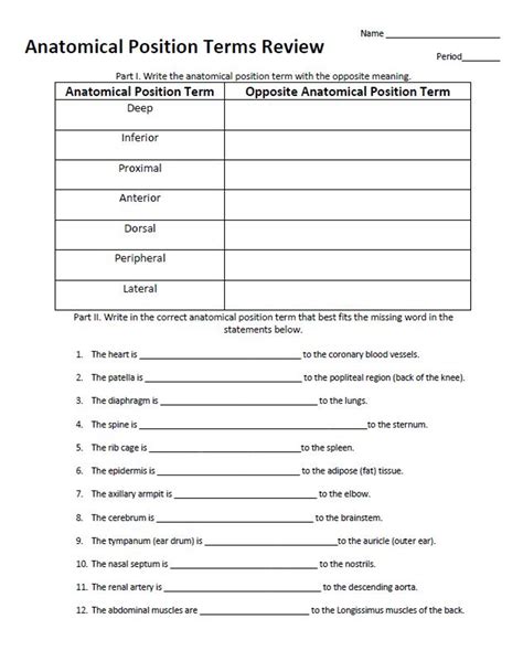 Anatomical Position Term Activity Series Worksheets Library