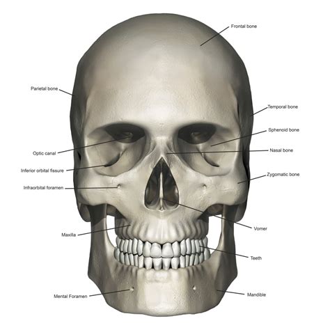 Anatomical Skull Photos and Premium High Res Pictures - Getty …