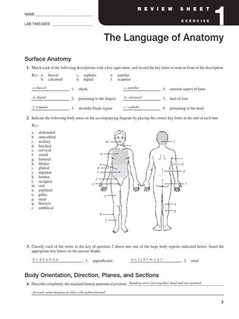 Anatomical Terminology Worksheet 2 Answer Key
