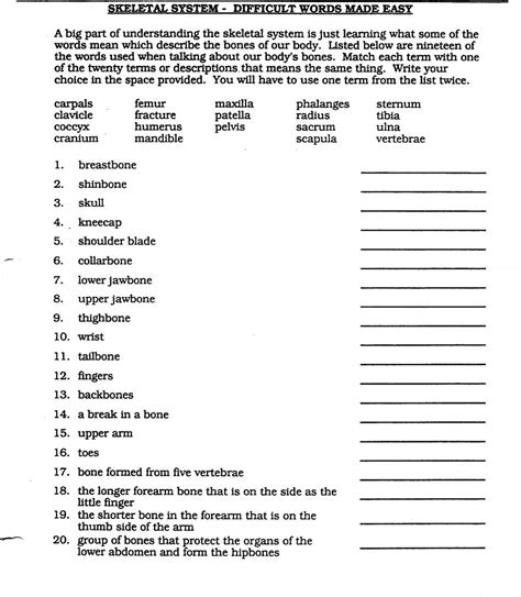 Anatomical Terminology Worksheet Try it out and think smart