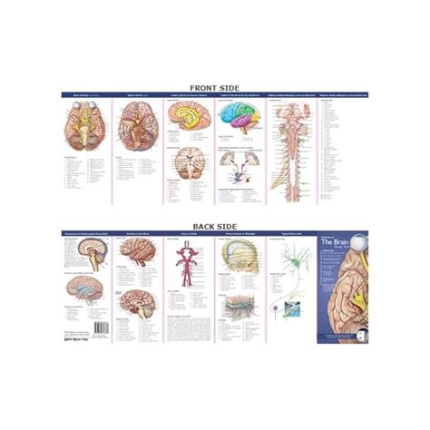 Anatomical chart companys illustrated pocket anatomy anatomy of the brain study guide. - Lösungshandbuch für den anlagenbetrieb der chemietechnik 7. auflage.