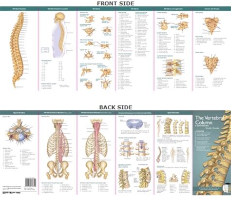 Anatomical chart companys illustrated pocket anatomy the vertebral column and spine disorders study guide illustrated. - Napoléon et noi, mémoires de talleyrand..
