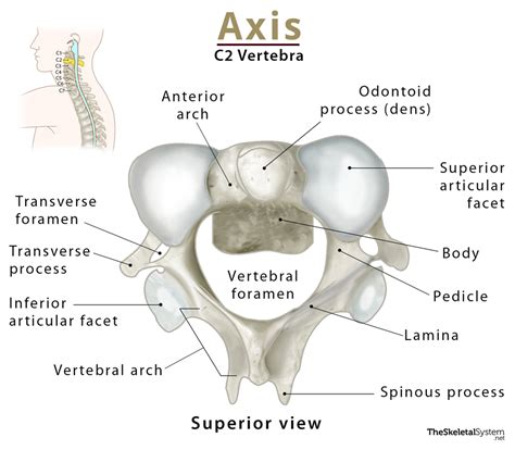 Anatomical structure of the axis (C2) Kenhub