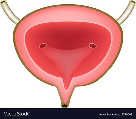 Anatomical structure of the urinary bladder Vector Image