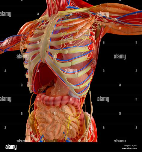 Anatomie. Anatomie člověka je obor medicíny a biologie zabývající se anatomií lidského těla. Zkoumá stavbu jeho orgánů a orgánových soustav. Lidské tělo je stejně jako těla ostatních živočichů tvořeno anatomickými soustavami, které jsou tvořeny orgány. Orgány jsou tvořeny tkáněmi, které se skládají z jednotlivých buněk ... 