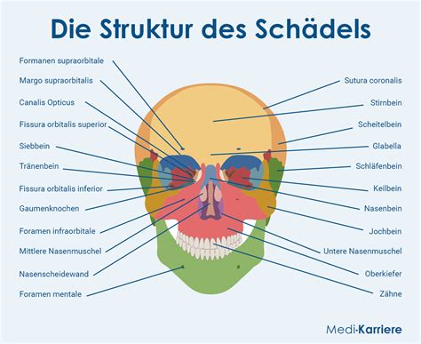 Anatomie