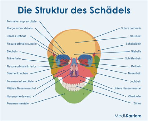 Anatomie. Things To Know About Anatomie. 