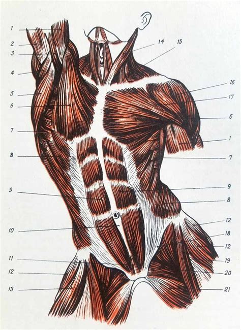 Anatomie artistique; description des formes extérieures du corps humain au repos et dans les principaux mouvements. - Los alcances del art. 86 del código de trabajo.