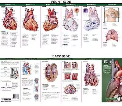 Anatomische tabelle firmen illustrierte taschenanatomie das muskelgerüst studienanleitung. - Ich bin der fürst von thoren.