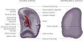 Anatomy, Abdomen and Pelvis, Spleen - StatPearls - NCBI ...