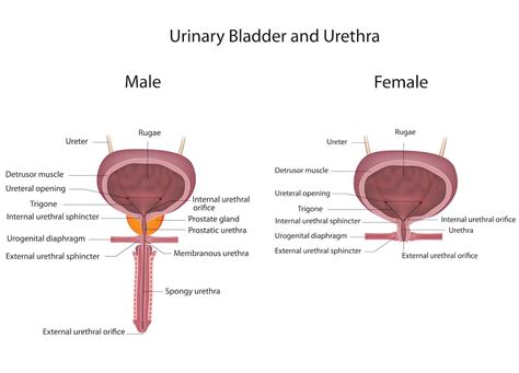 Anatomy, Functions and Conditions of Urinary Bladder