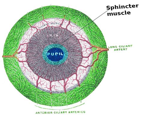 Anatomy, Head and Neck: Eye Iris Sphincter Muscle Article