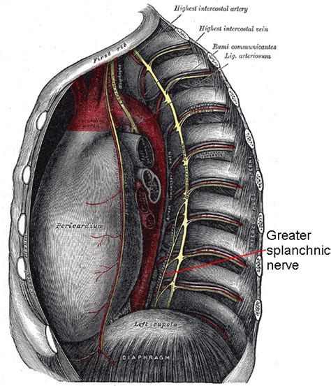 Anatomy, Thorax, Greater Splanchnic Nerves - StatPearls - NCBI …