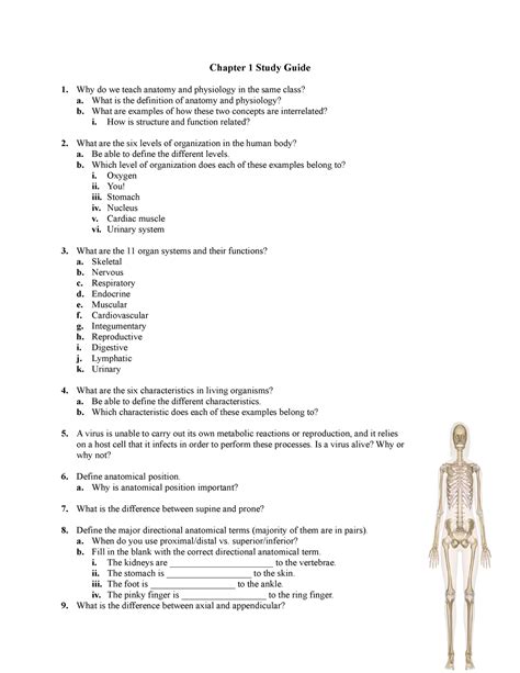 Anatomy And Physiology 101: Science Explains Why Butt …