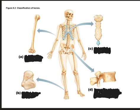 Anatomy Chapter 6: Bones and Skeletal Tissue Flashcards Quizlet